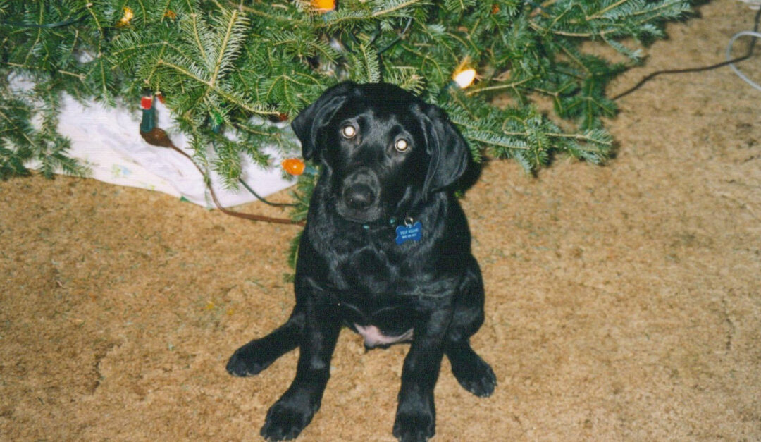 Willy at 16 weeks sitting under the Christmas Tree.