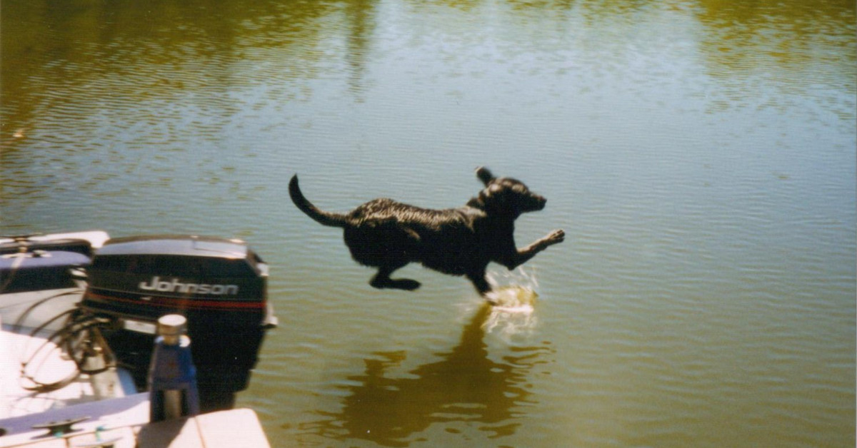 Willy leaping off the boat at our dock in Northern Wisconsin, possibly just to swim, or maybe we threw something for him to fetch.