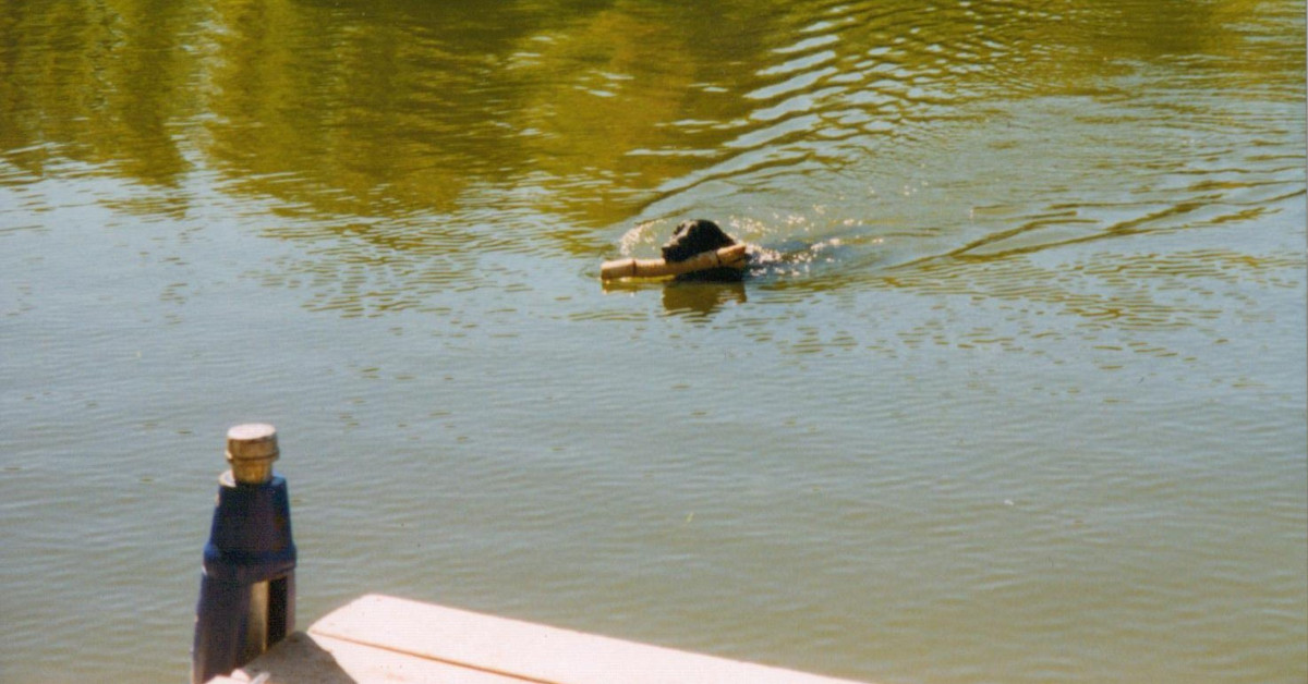Willy swimming with a log in his mouth after finding it on the shore across the lake, about 3/4 of a mile swim from our dock.